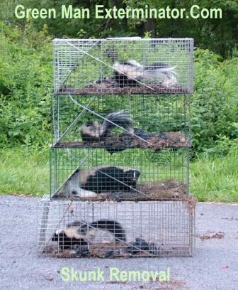 Skunk Removal