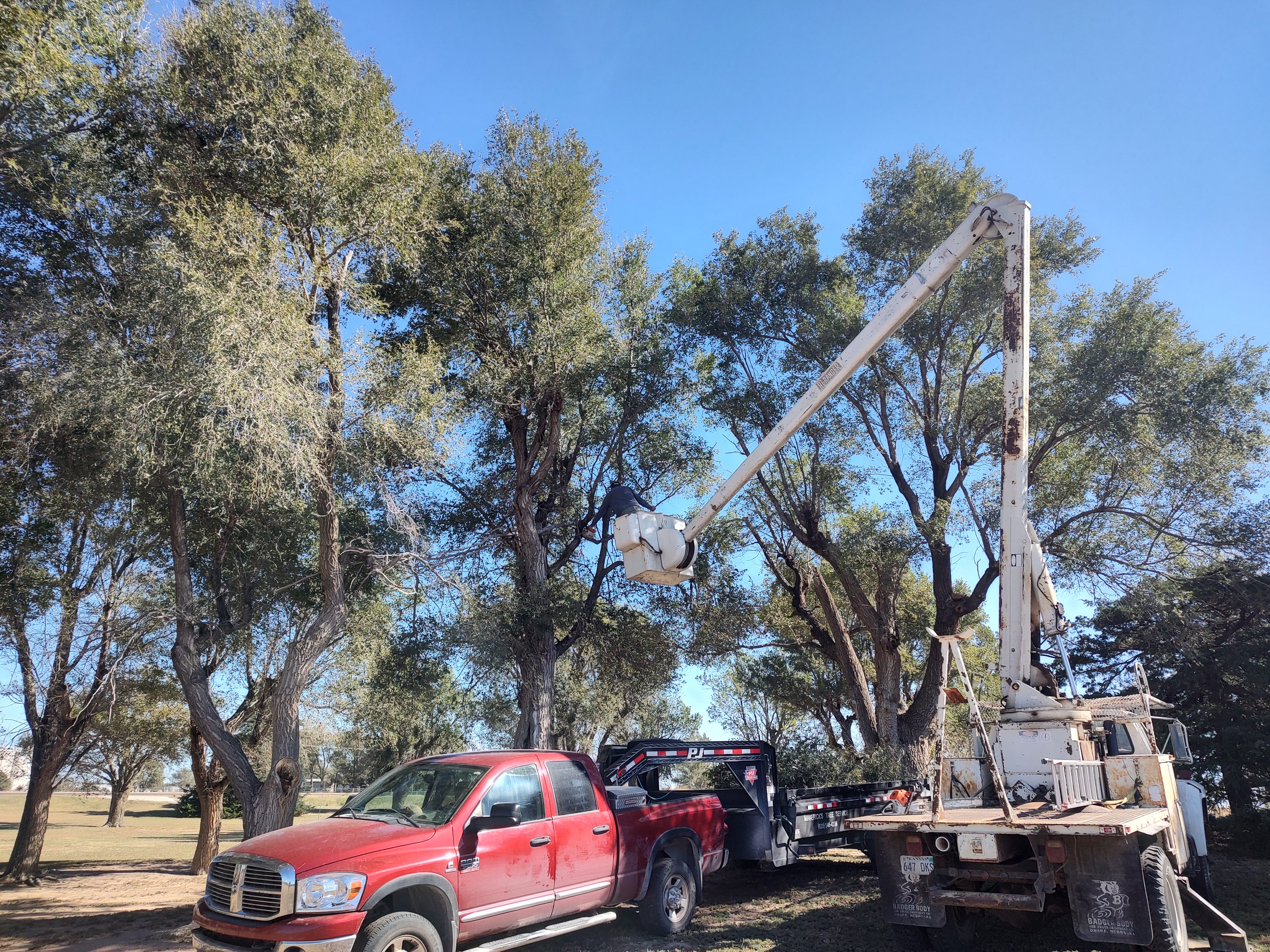 Avatar for Tree Butcher