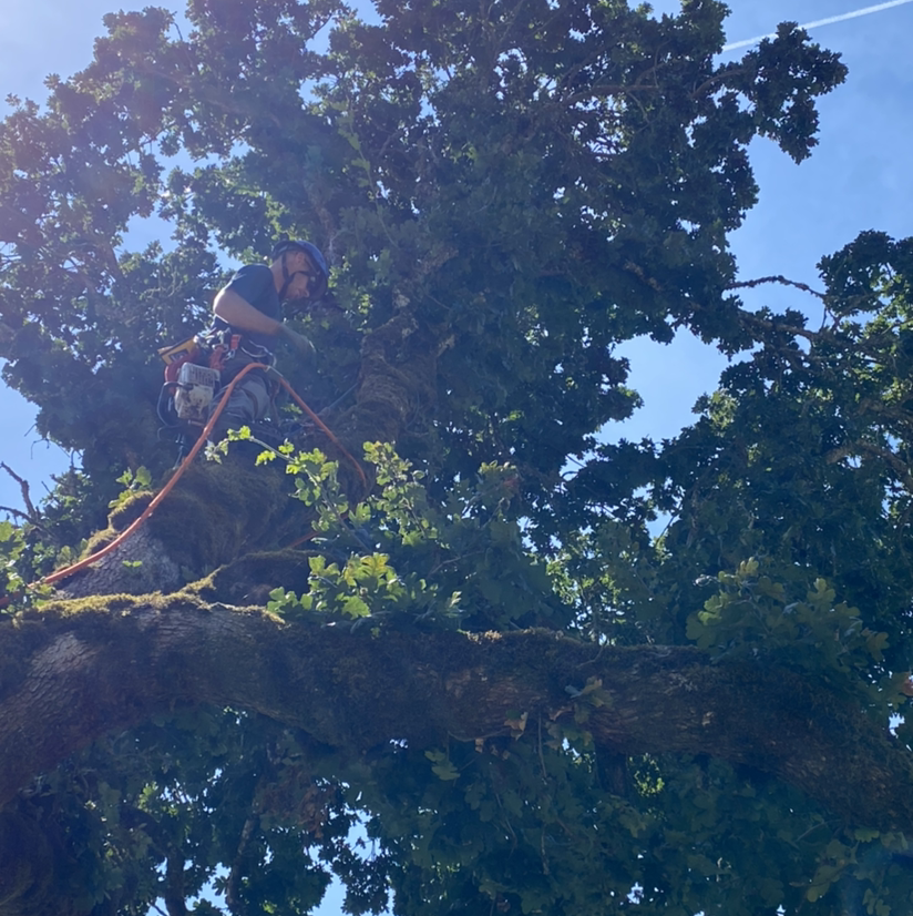 Avatar for NorthWests Best Tree Service