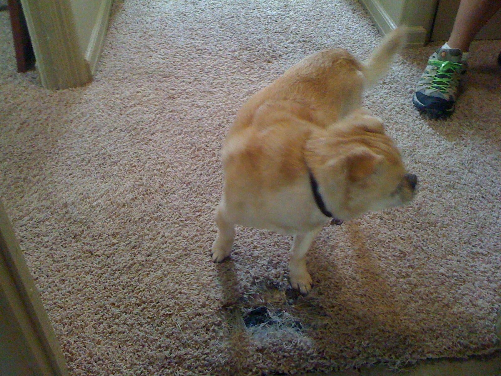 Avatar for Memphis Carpet Repair