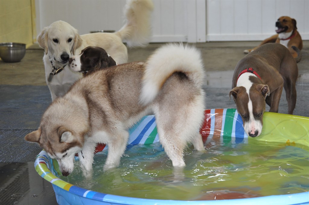 Pool days
