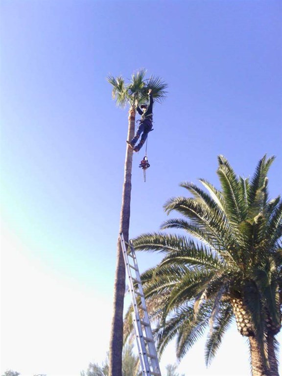 Palm Tree