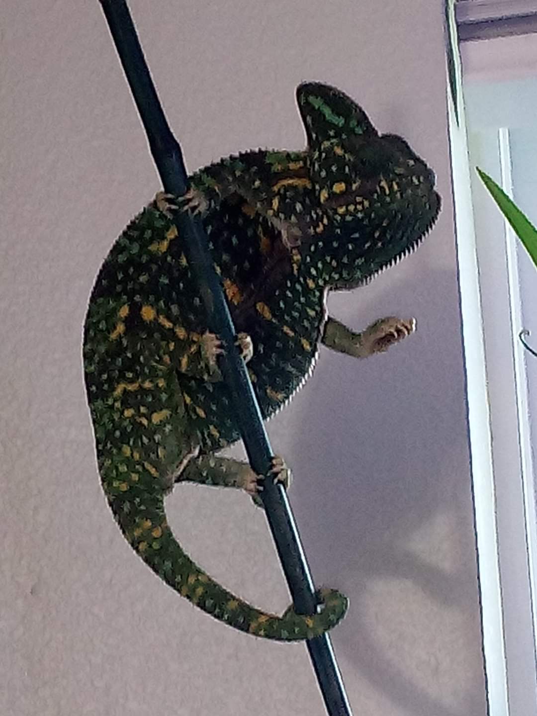 Avatar for Kuuipo Cleaning