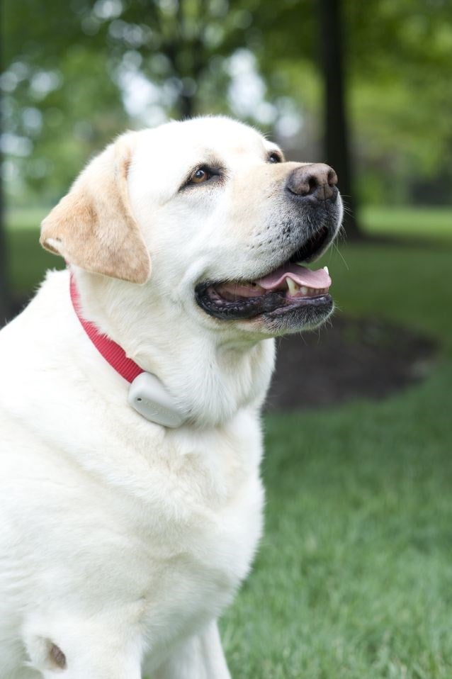 Avatar for Pet Stop Of St Louis