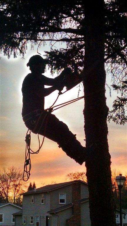 Pine Tree Sunset