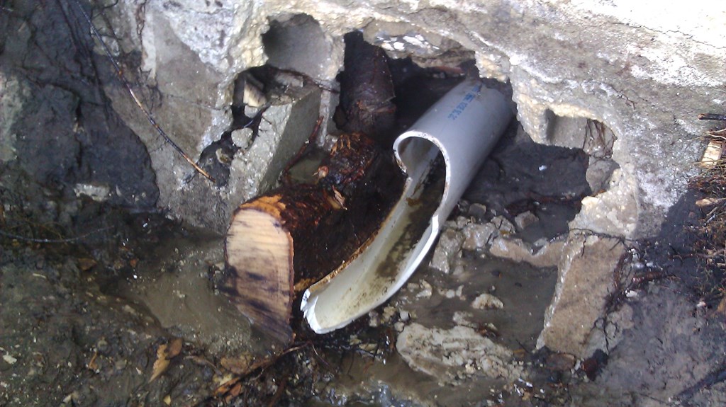 Root Break into Sewer Line