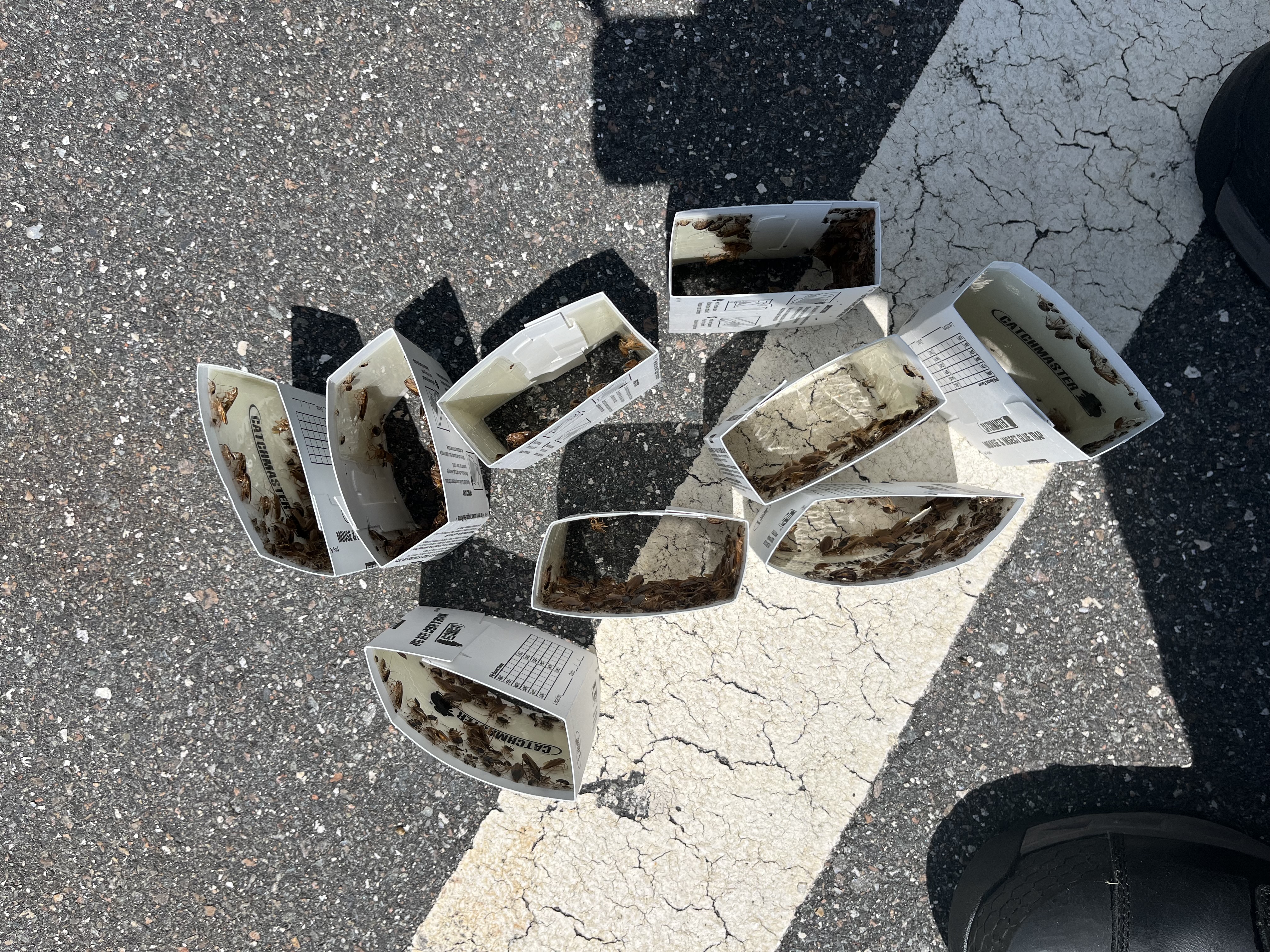 Avatar for Tommy’s