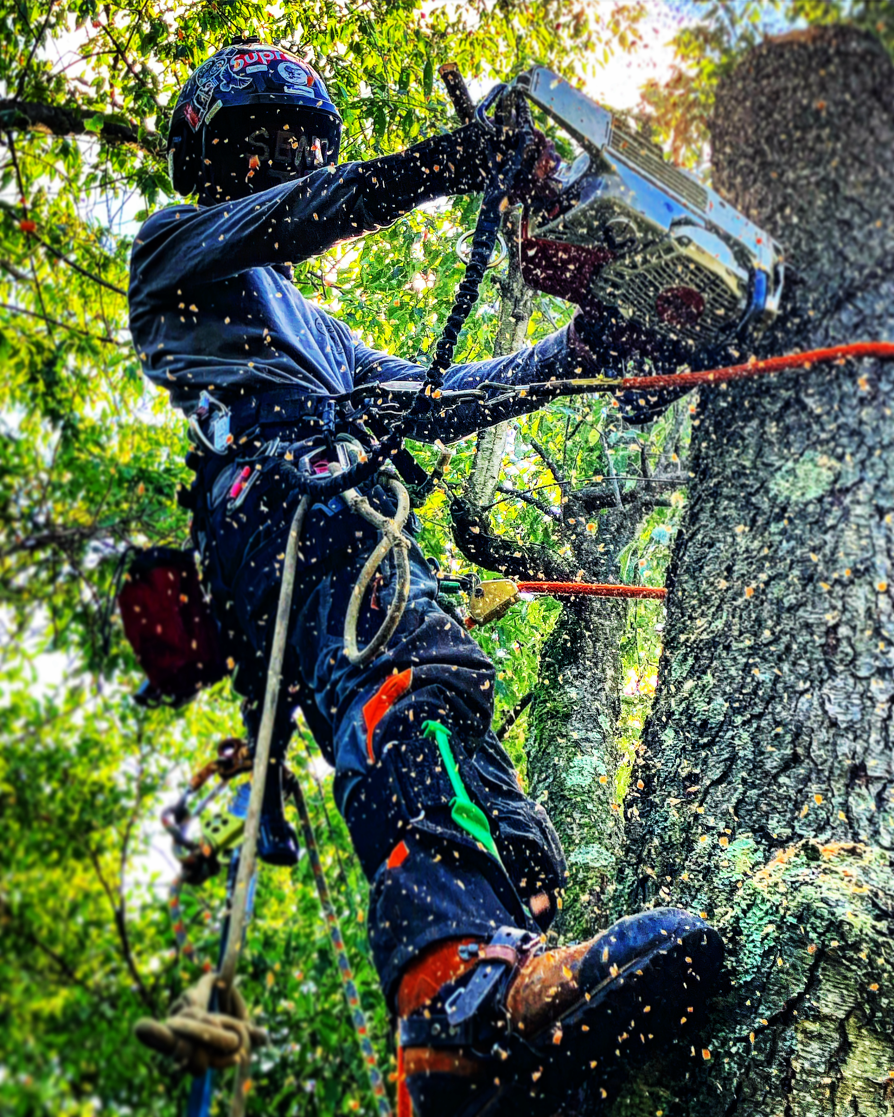 Avatar for Triple T Tree Care