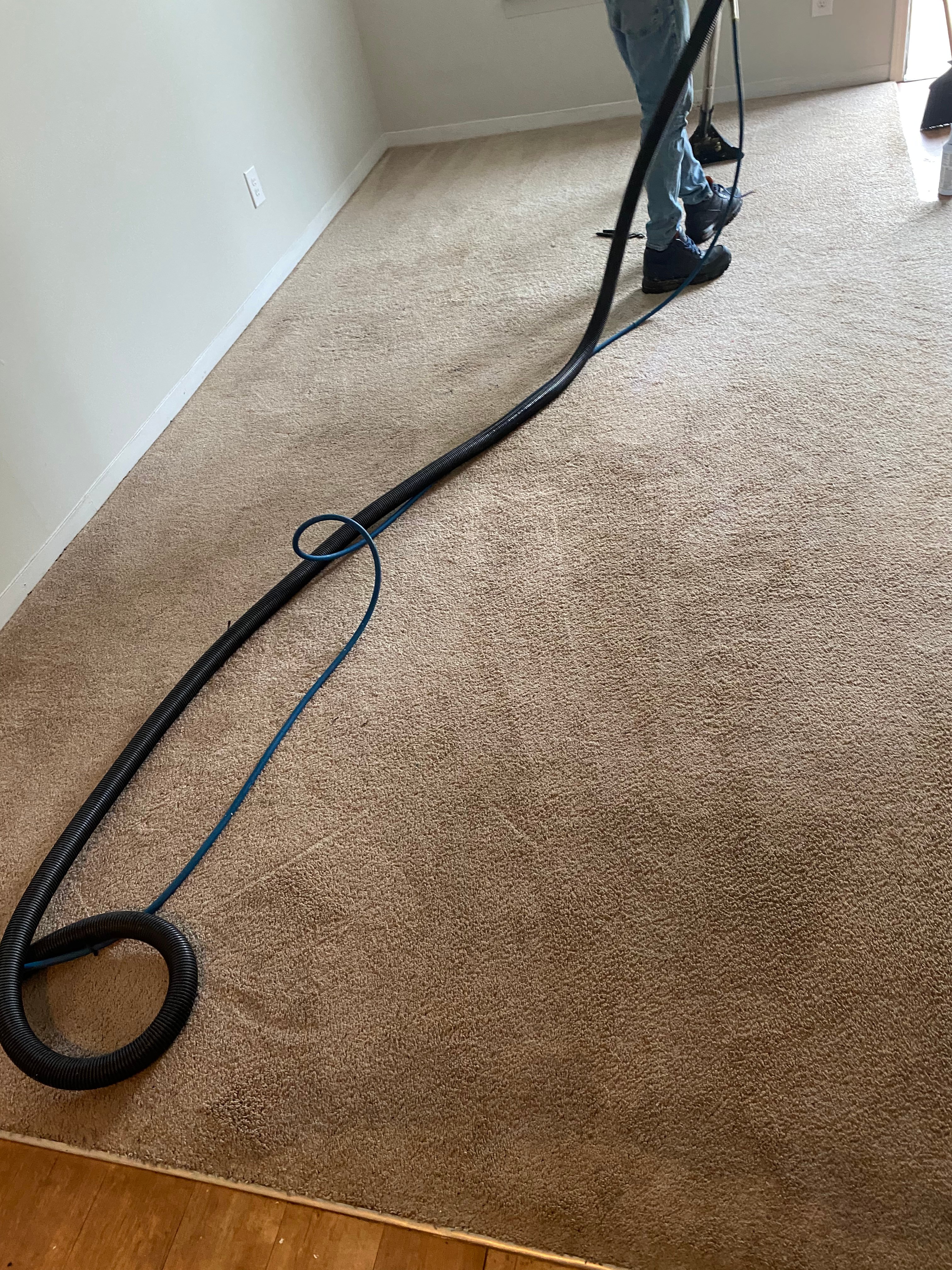 Avatar for A1 carpet cleaning