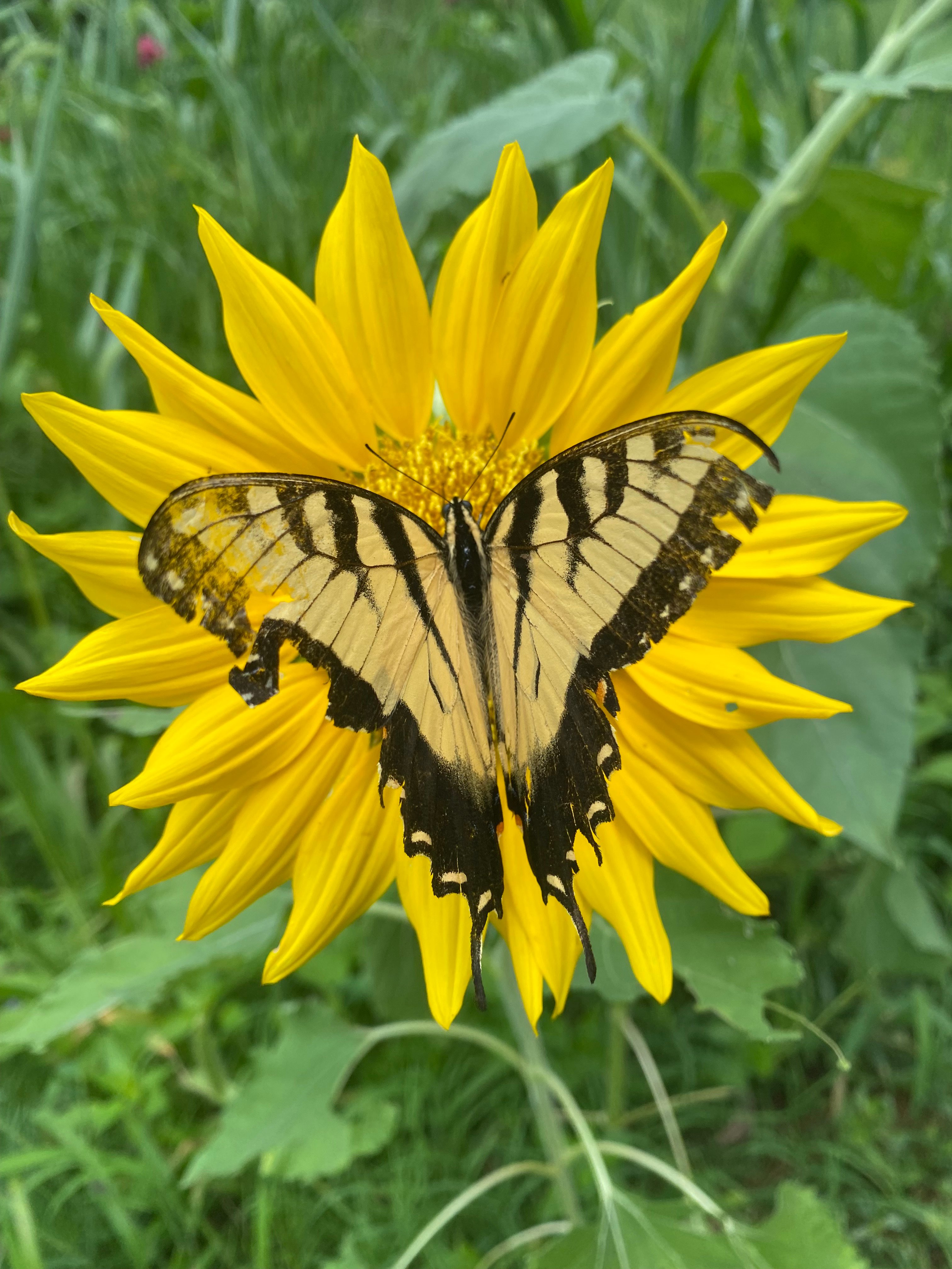 Avatar for VA Home TEK