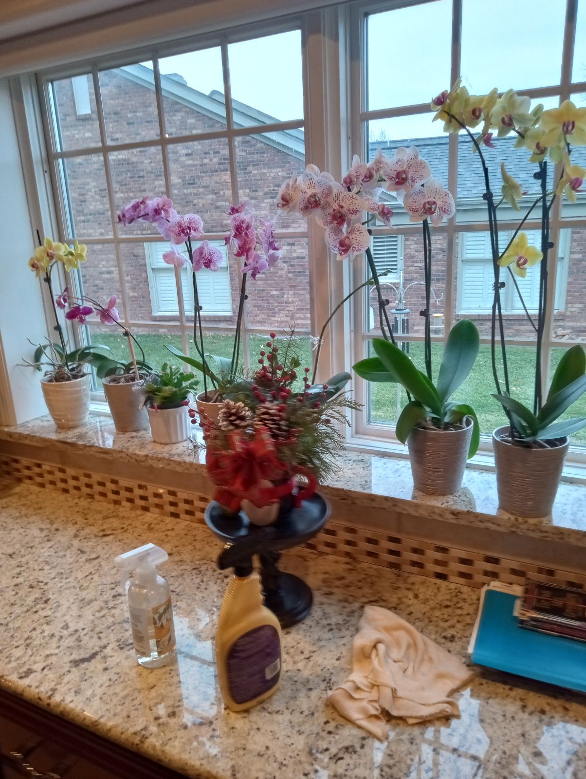 Avatar for Whitney clean