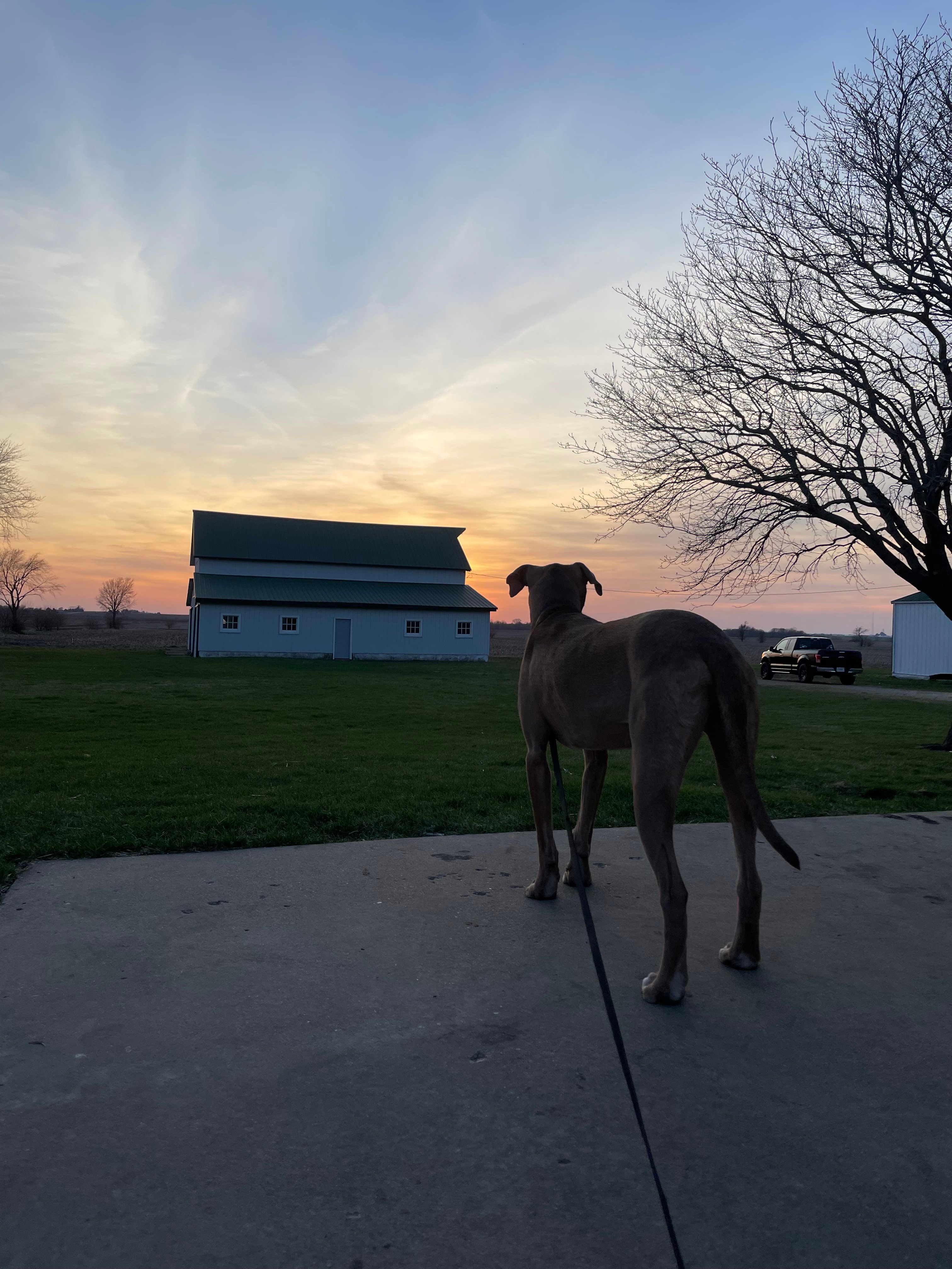 Avatar for Lost Dog Acres