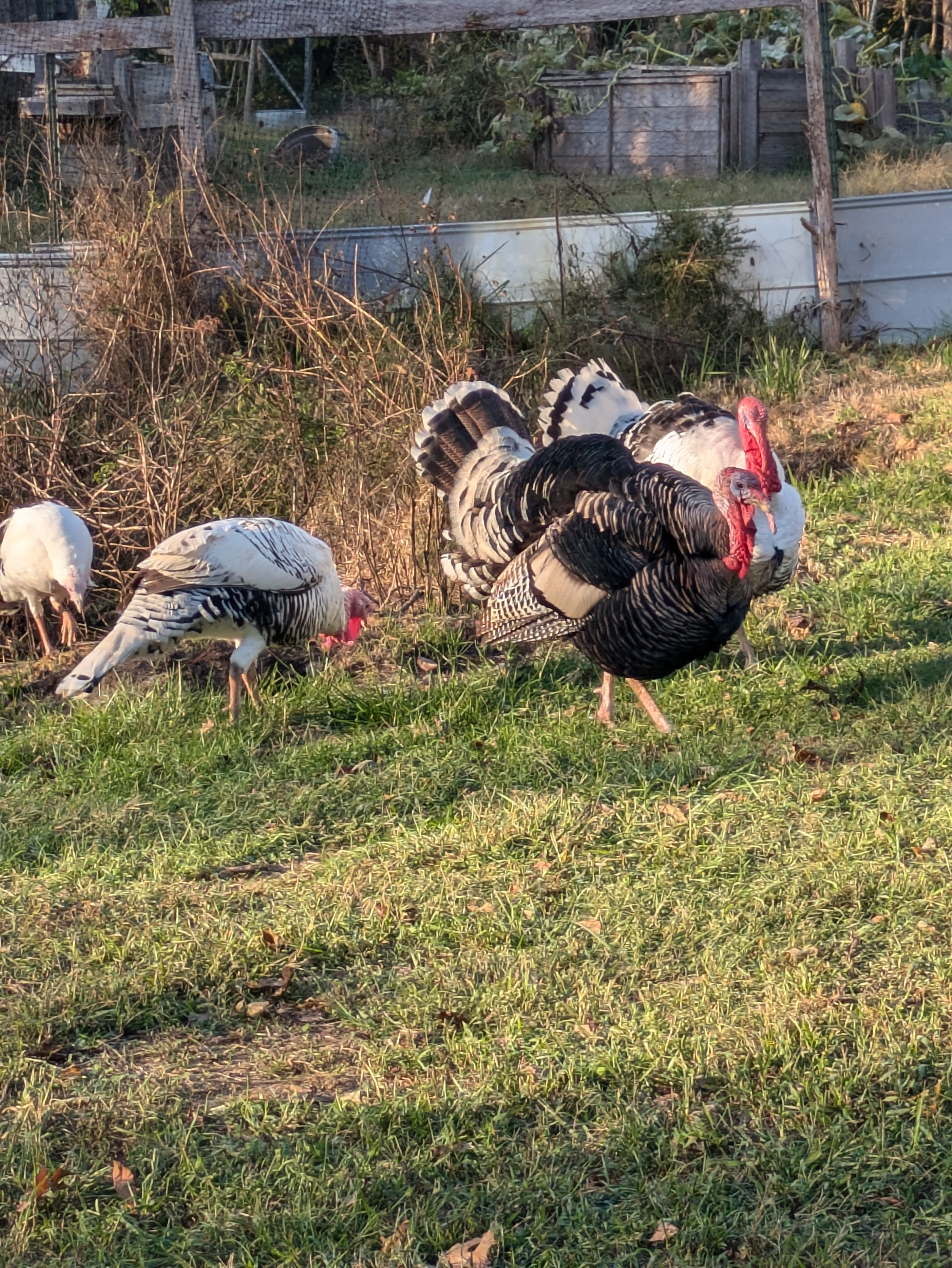 Avatar for Schweizer