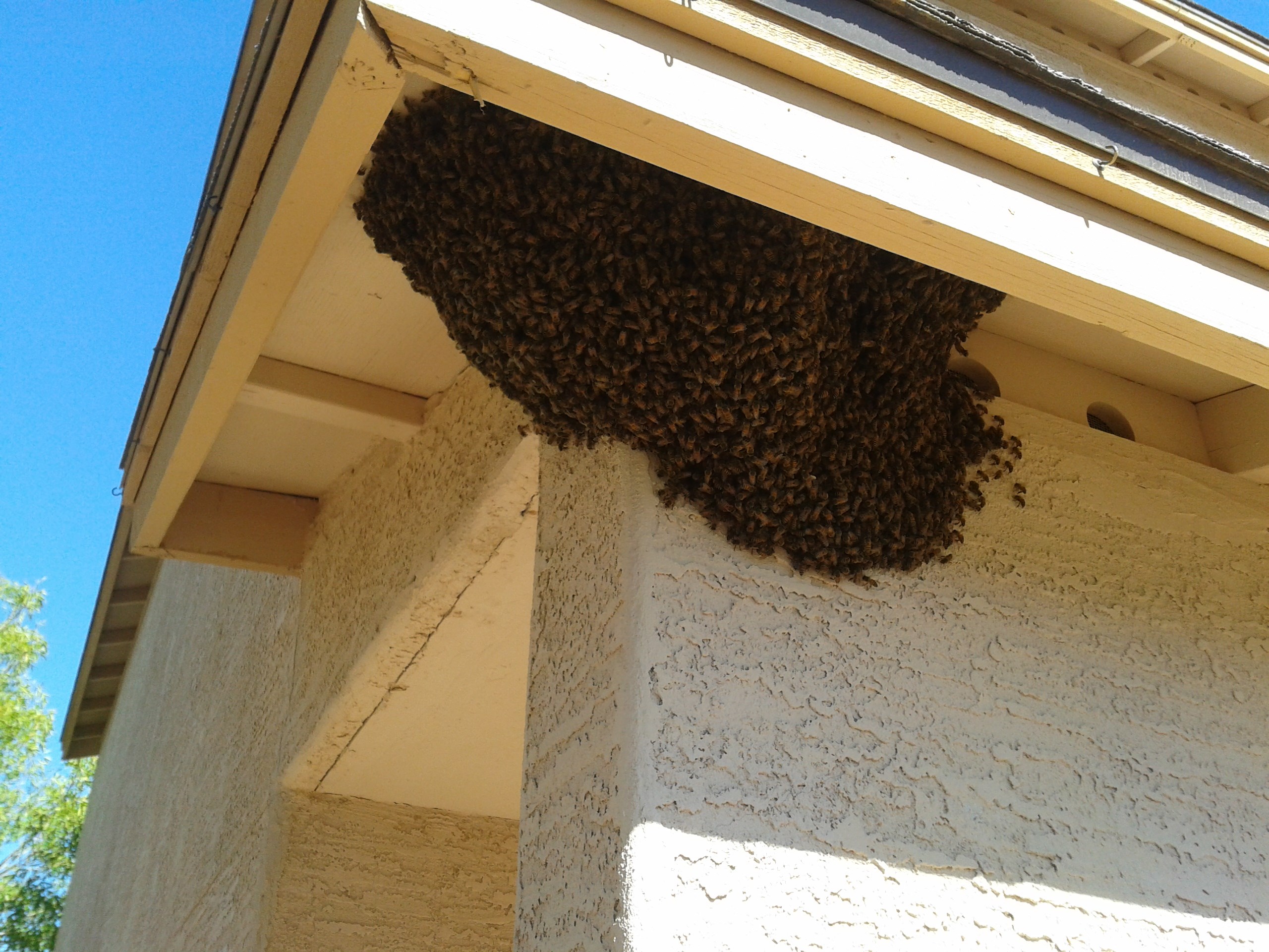 Avatar for The Beehive Bee and Wasp Removal