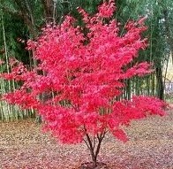 Japanese Maple