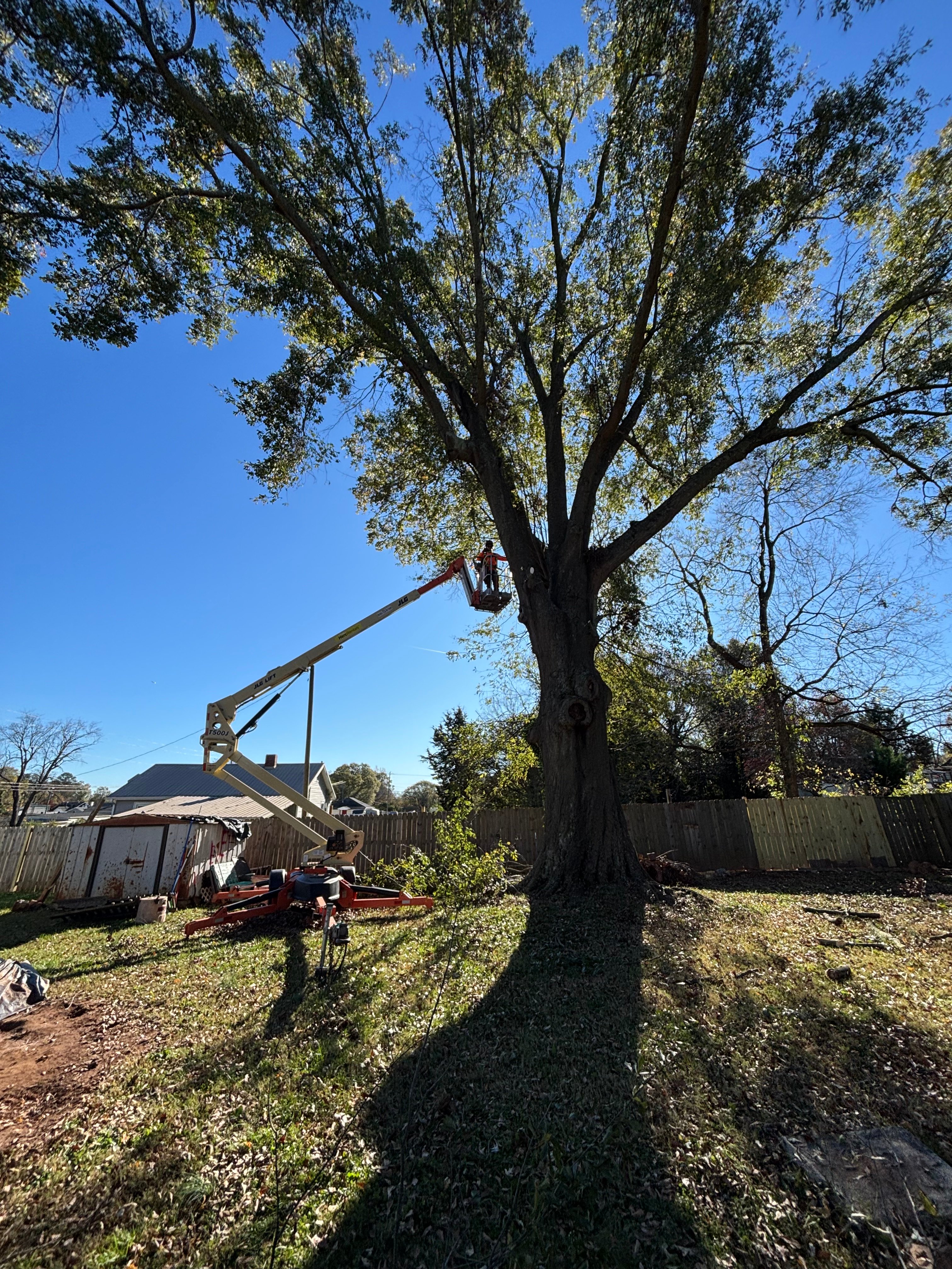 Avatar for Eugene’s tree&more