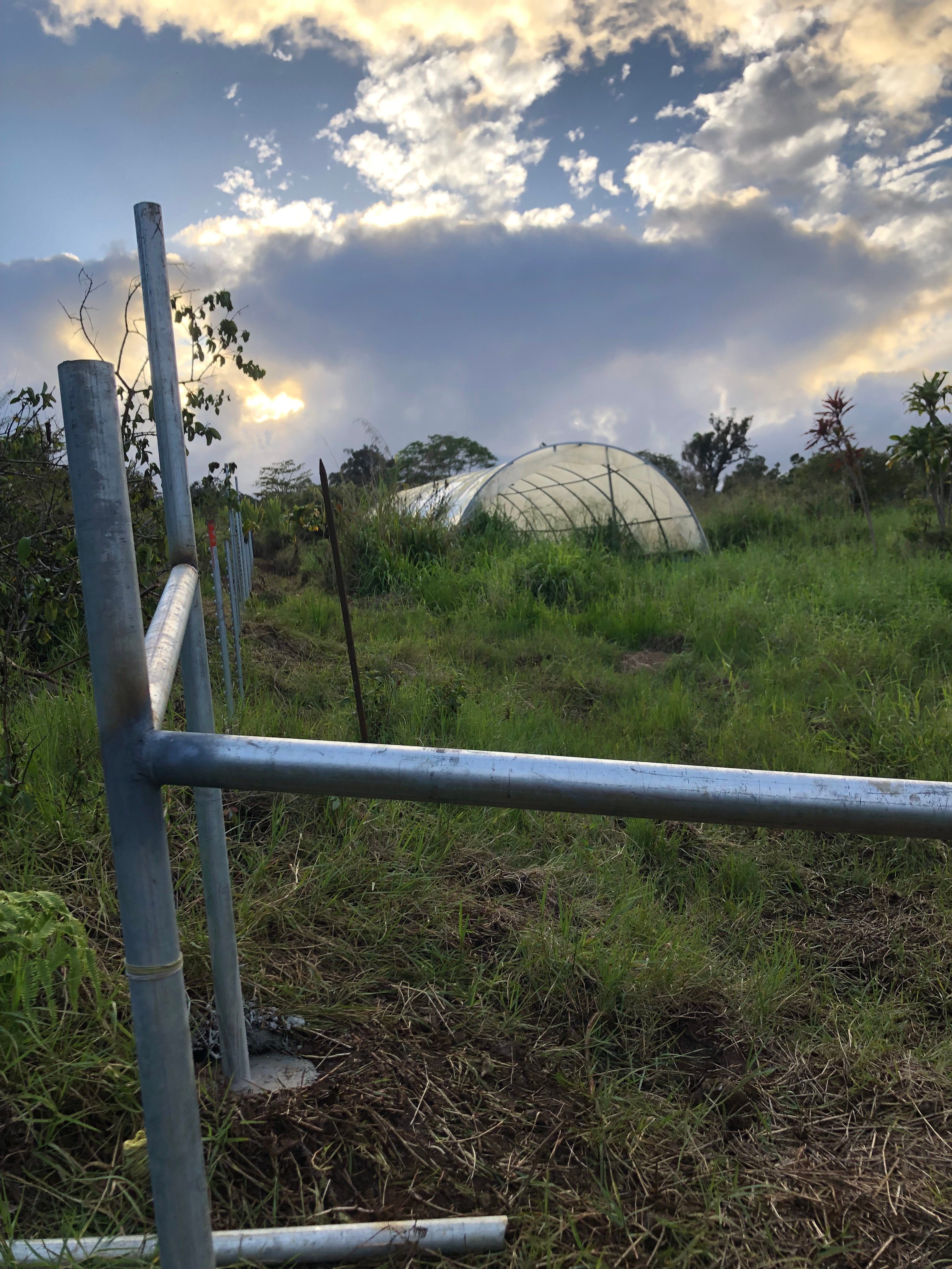 Avatar for Kainoa’s fencing 