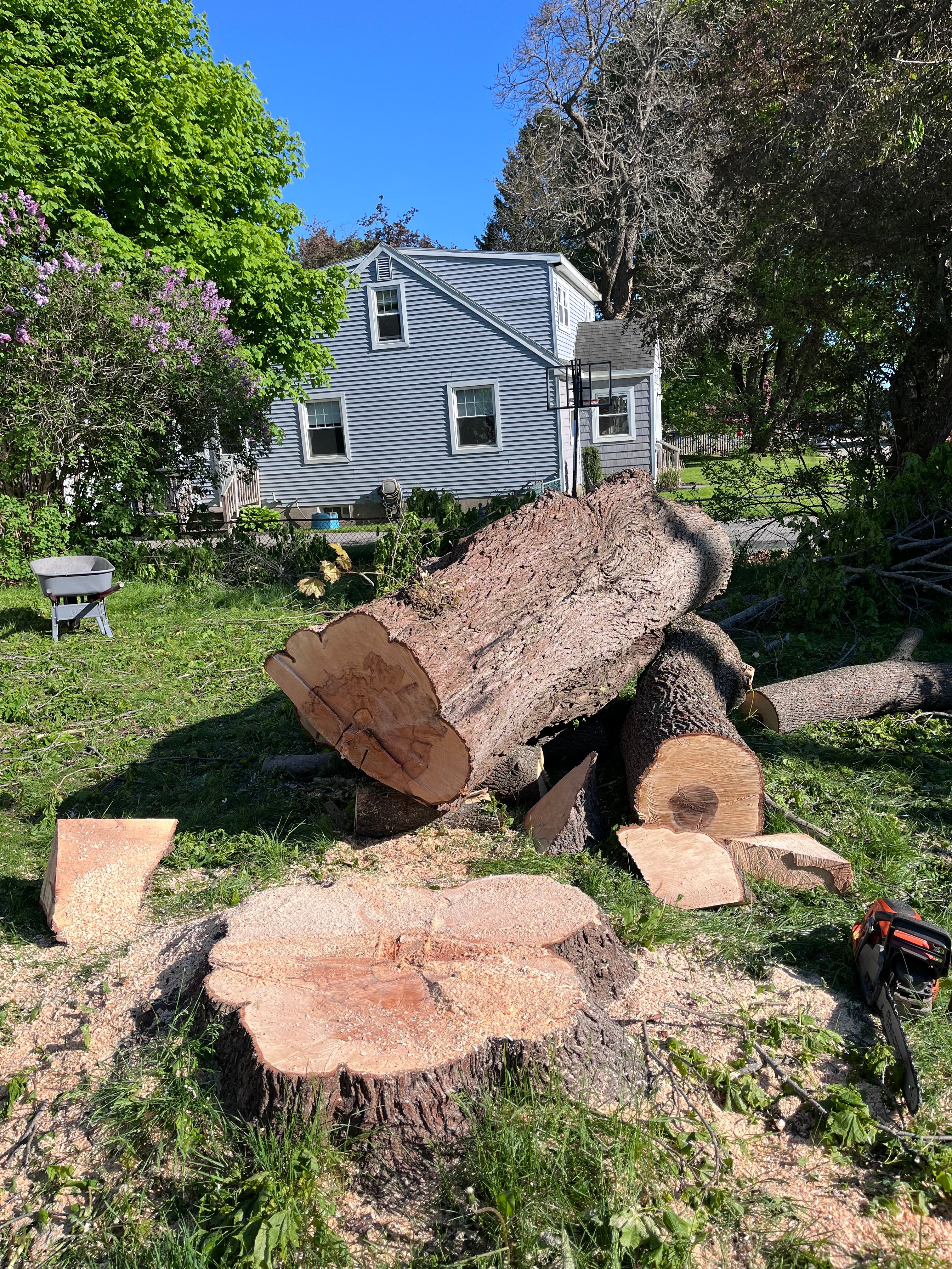 DMC Tree Service Removal logo