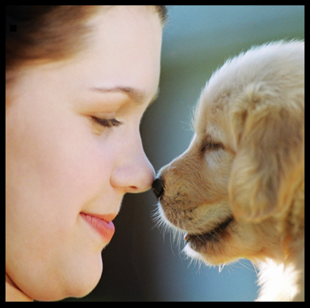 Logo for Connecticut Pet Containment Co