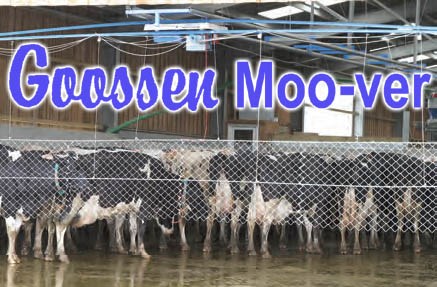 Goossen Moo-Ver Dairy Crowd Gate logo