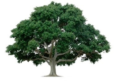 Logo for Elling Tree Farm