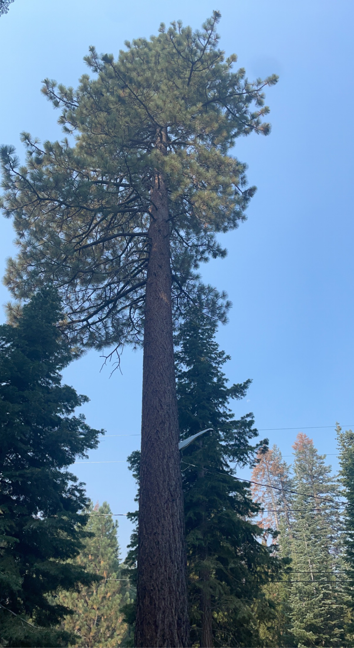 Avatar for All brothers tree service 