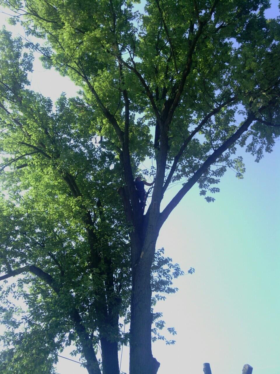 Avatar for Tree services