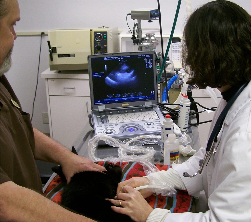 Ultrasonography