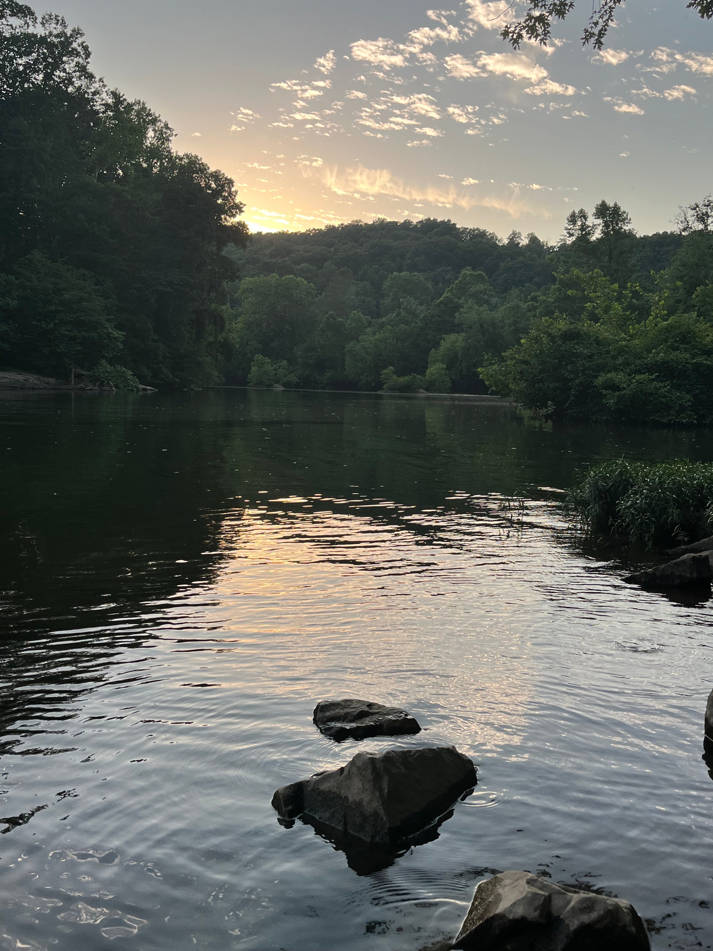 Avatar for E’s Trees