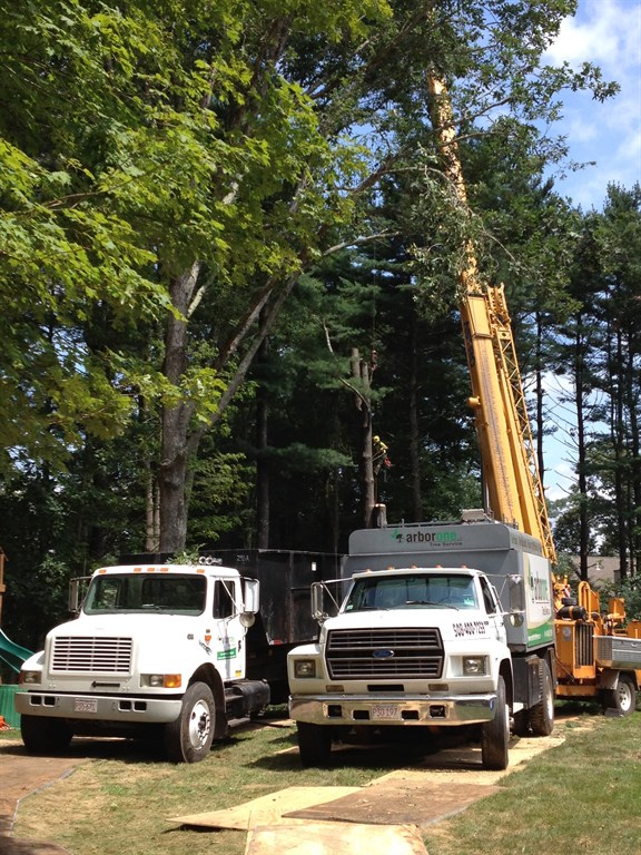 Tree removal