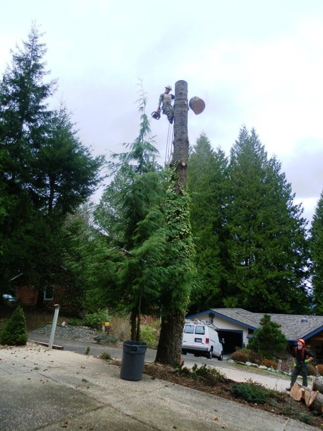 J&T Tree Services logo