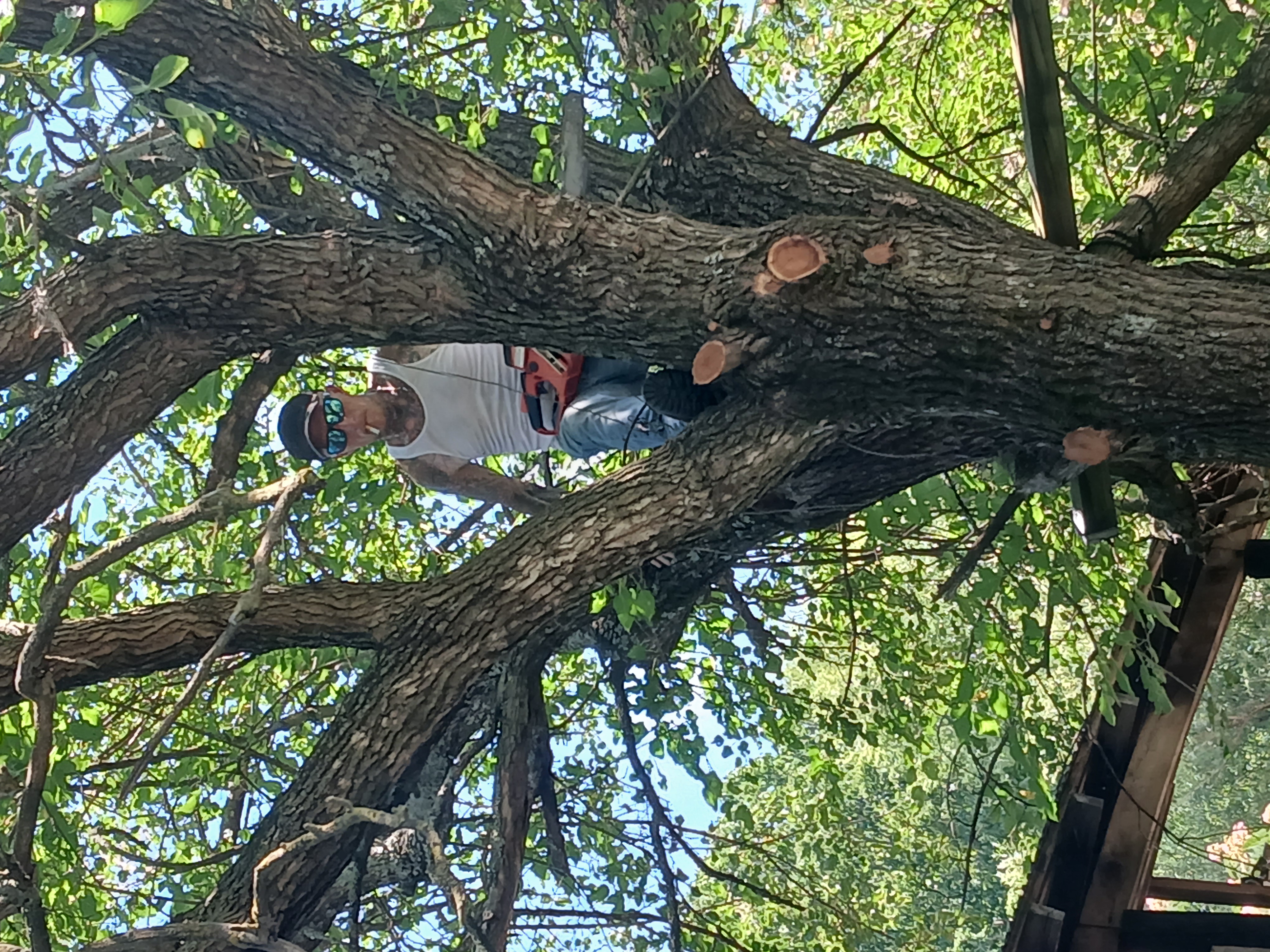 Avatar for Legacy Tree services 