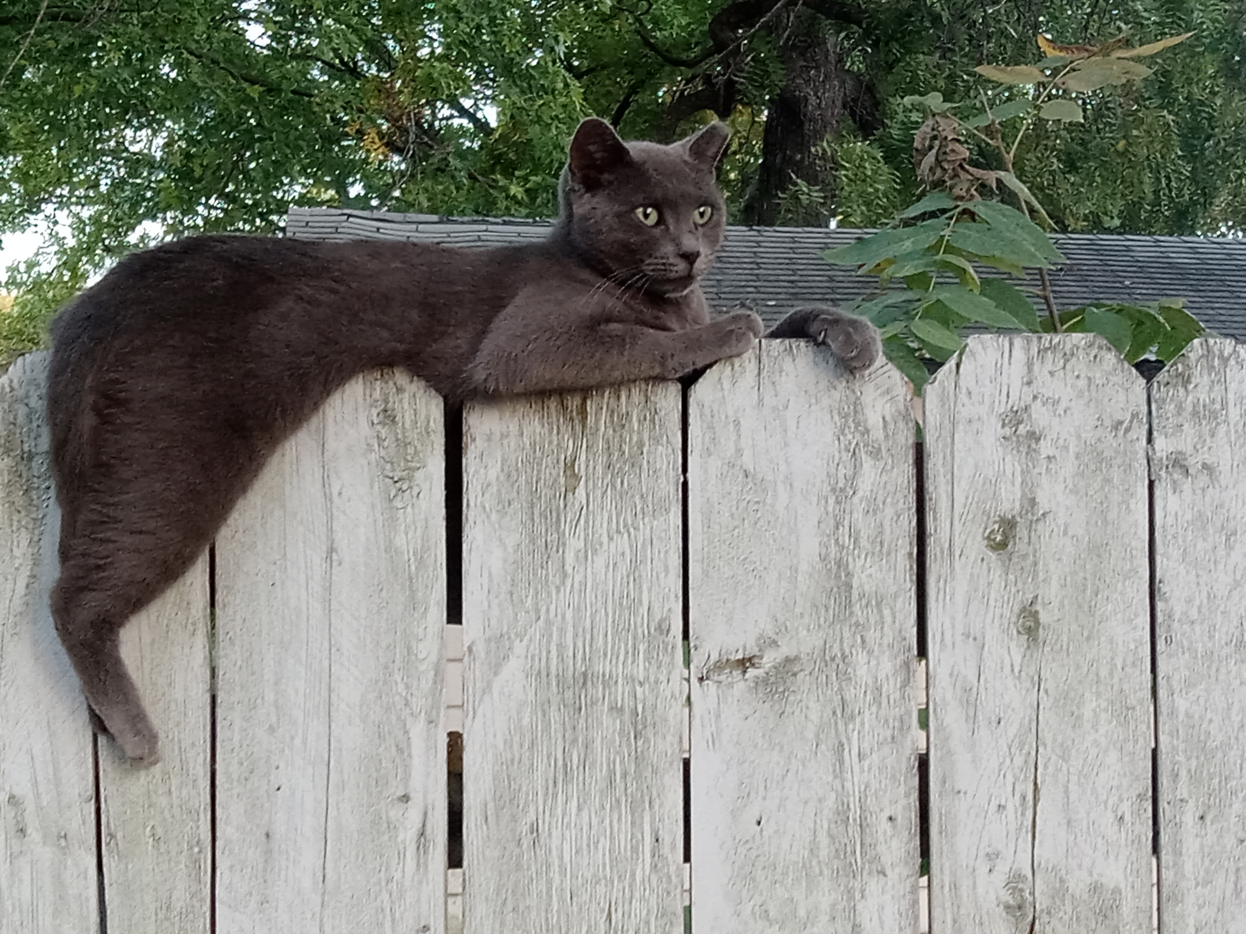 Avatar for Marys washing service