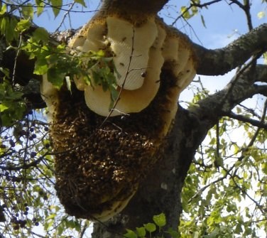 Avatar for Bee Control