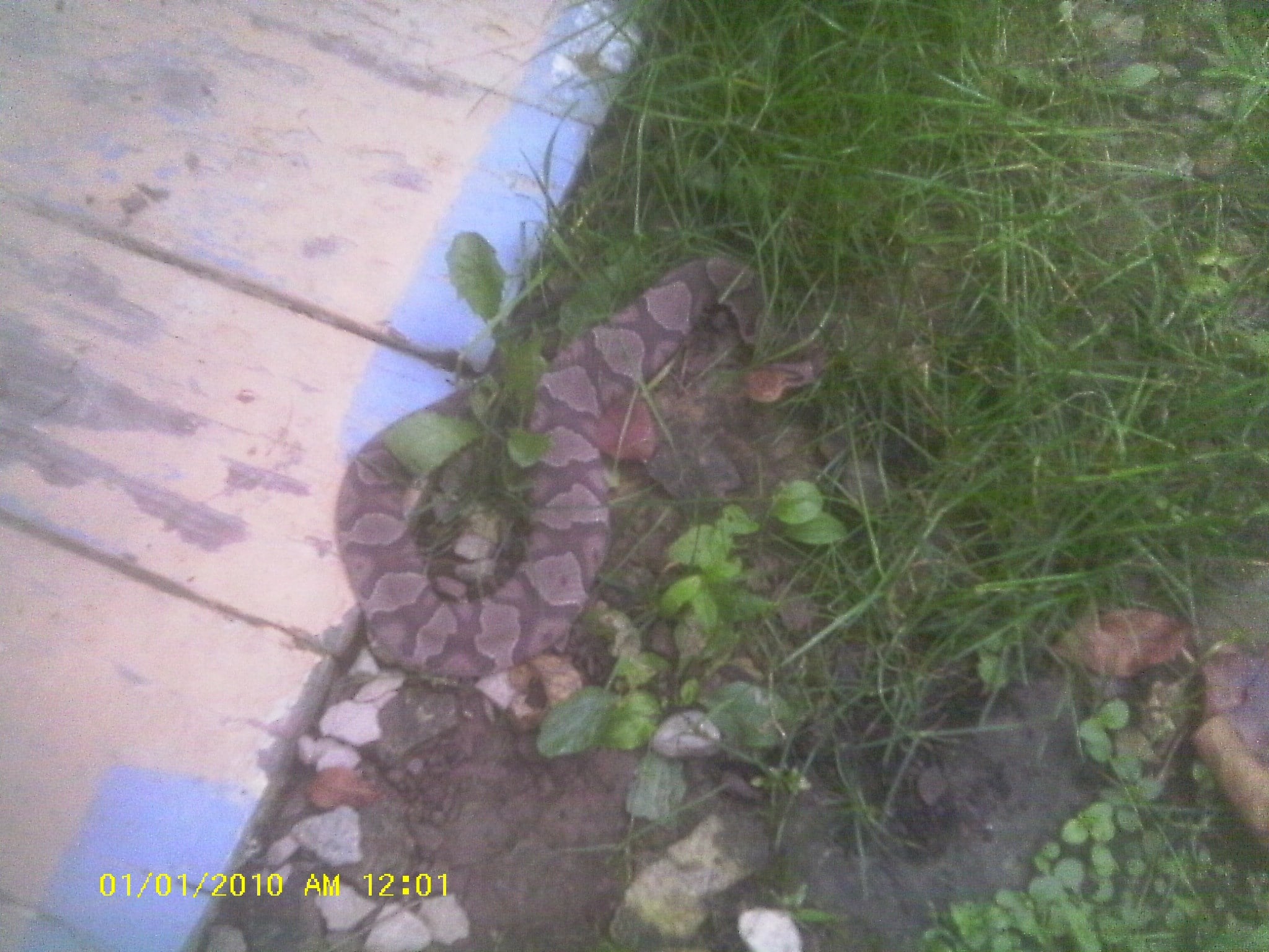 Avatar for A. D. C. Naturespect LLC, Wildflife Removal