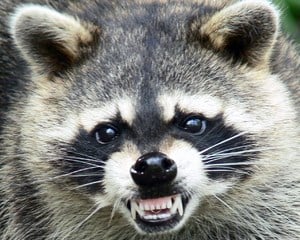 Avatar for Animal Damage Control Inc.