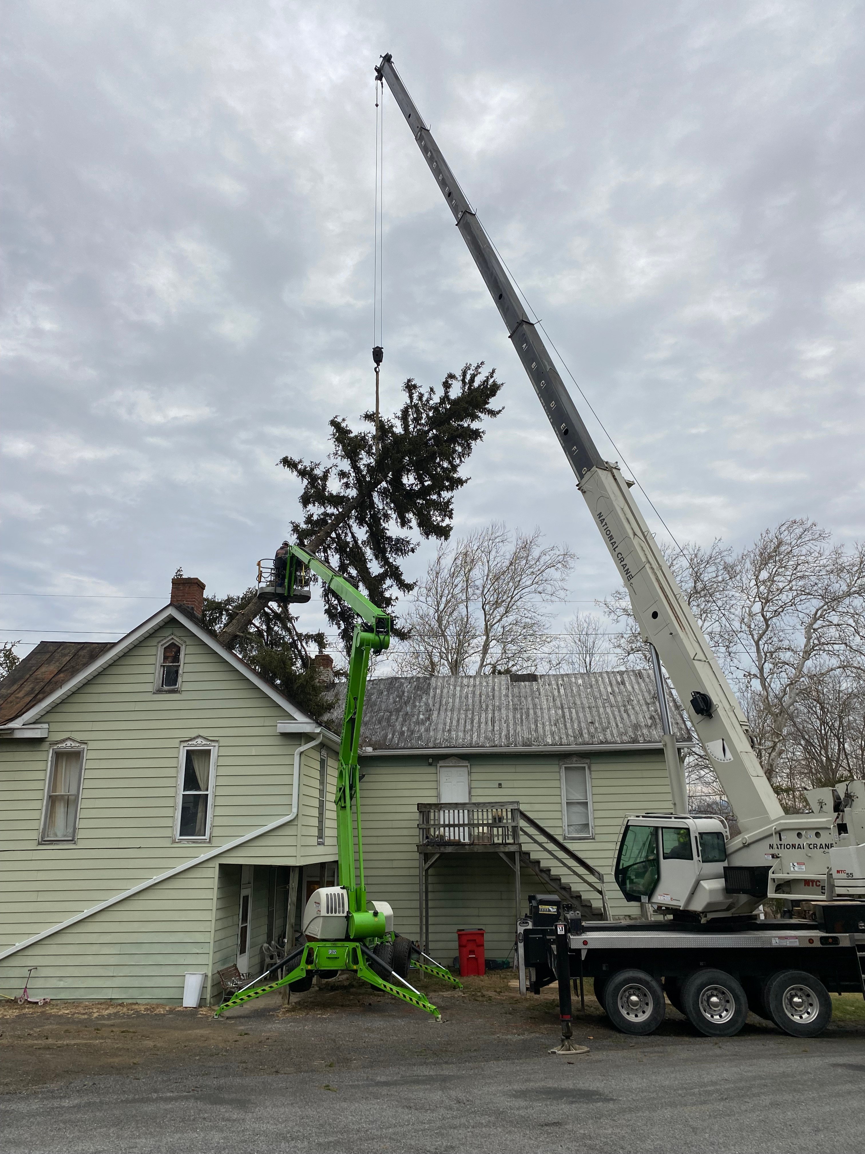 Avatar for The Tree Surgeon 