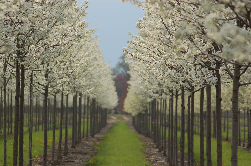 A BROWN & SONS NURSERY Reviews Phillipsburg, OH Angi