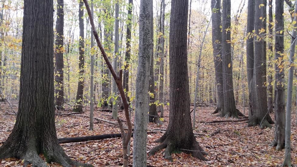 Avatar for Oil Valley Hardwoods