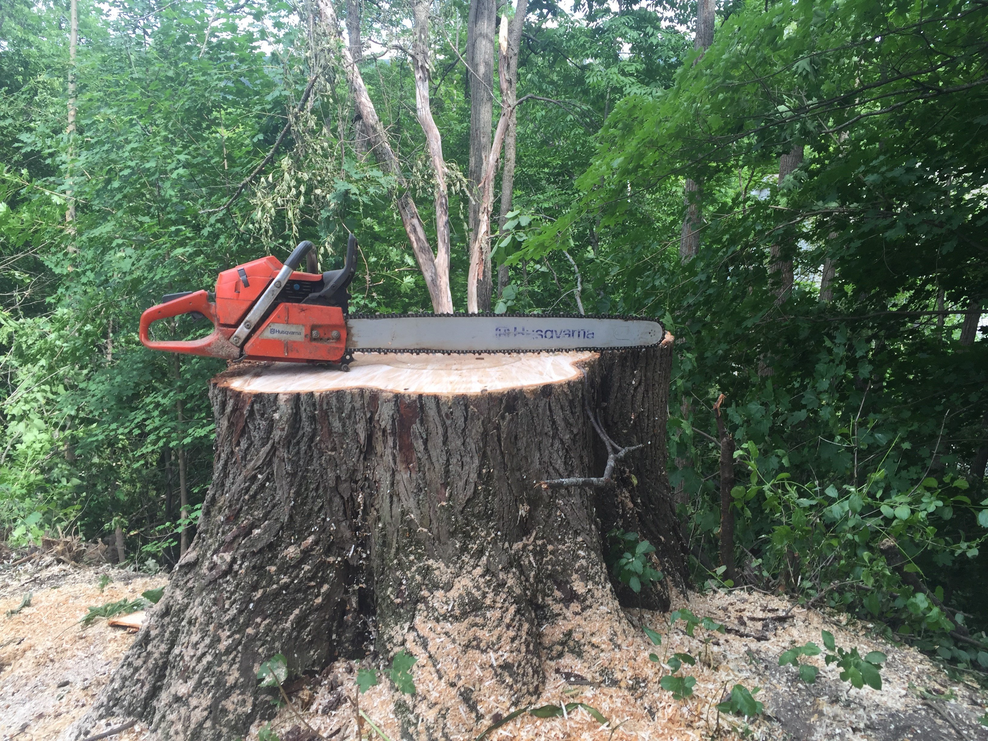 Avatar for snapping turtle tree works LLC