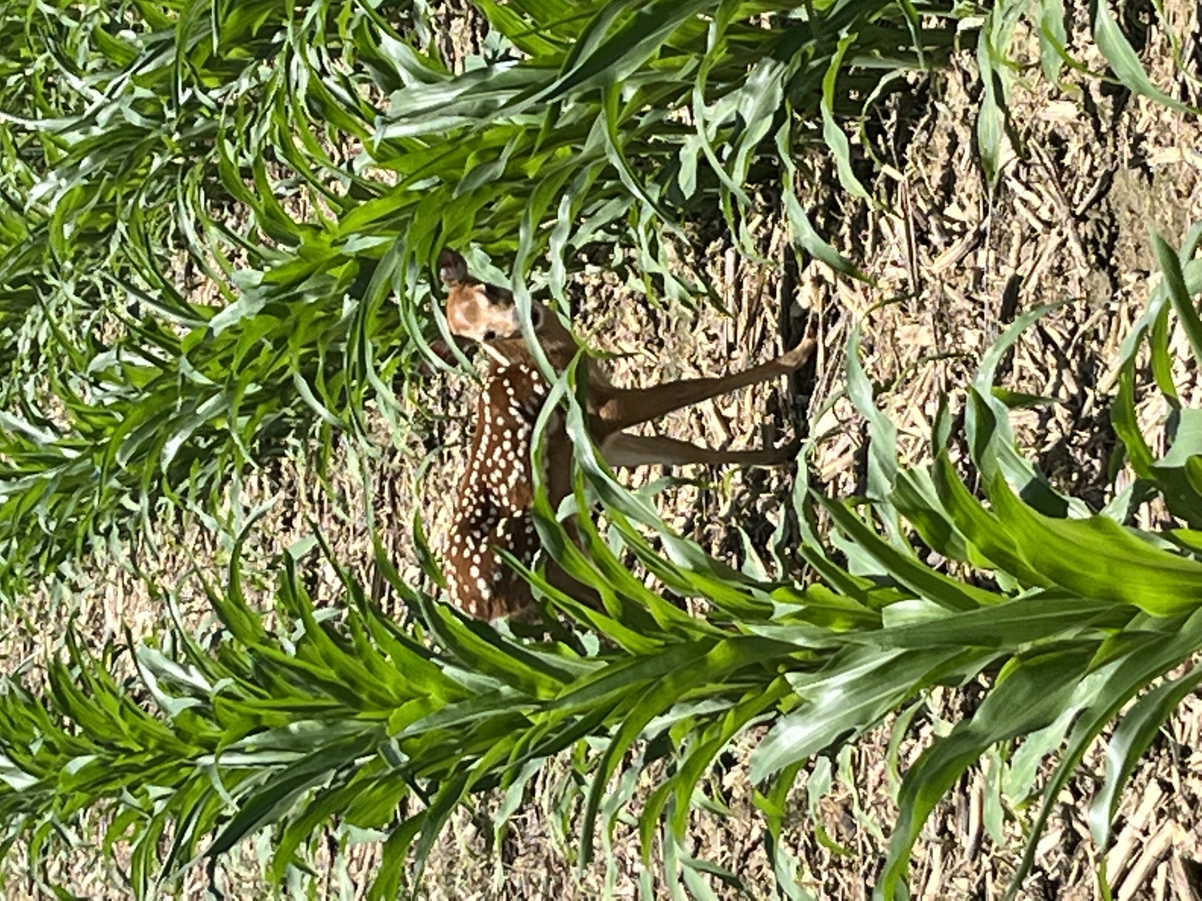 Avatar for Flury sweeps 