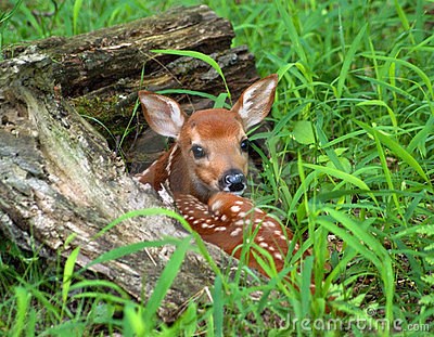 Wildlife Management