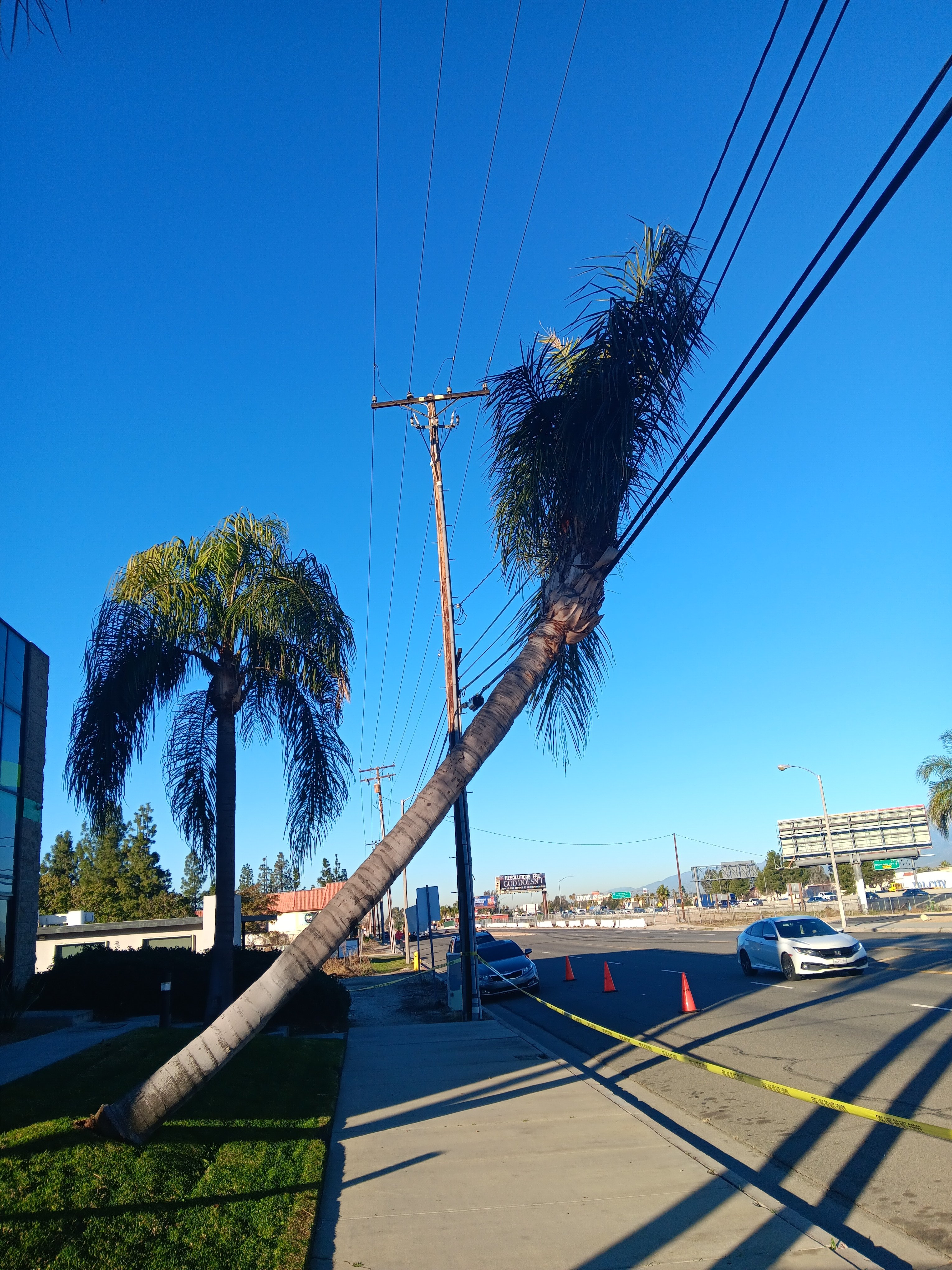 Avatar for Alcala tree service 