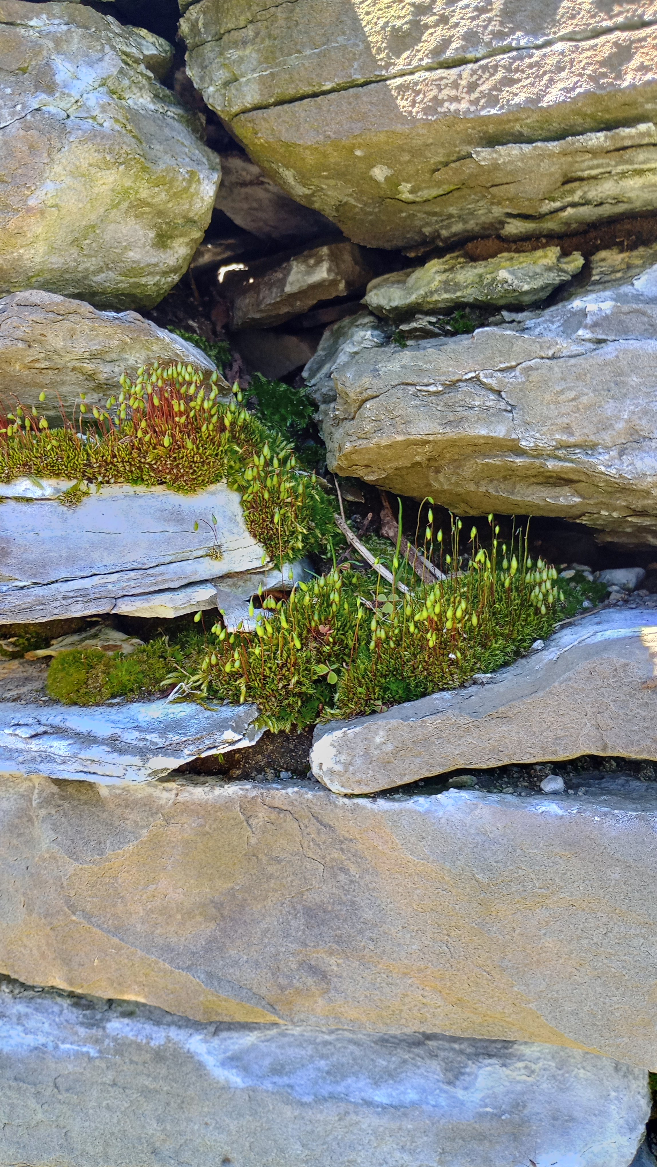 Avatar for BWFNH Landscaping