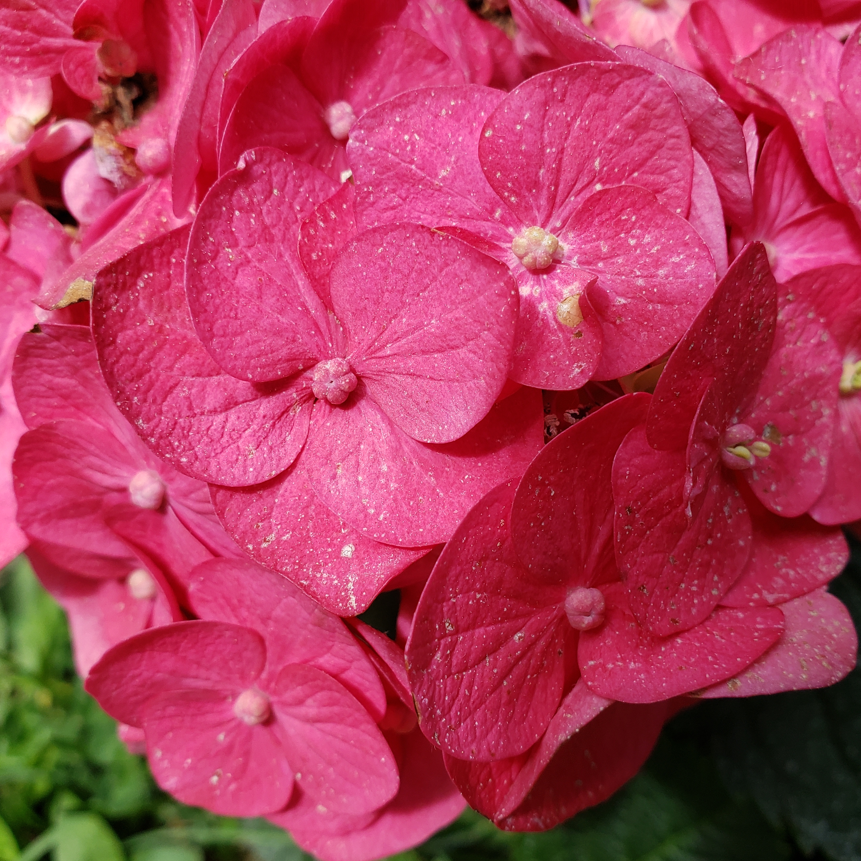 Avatar for Double Loves