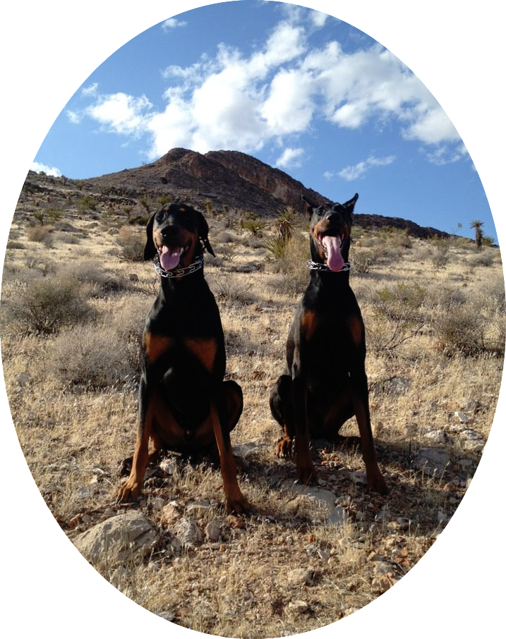 Logo for Apollo Dog Training