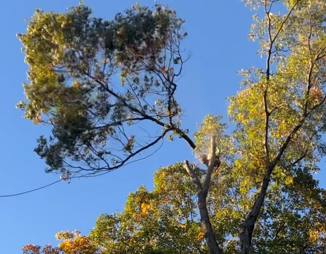 Avatar for FN Tree & Landscape Services