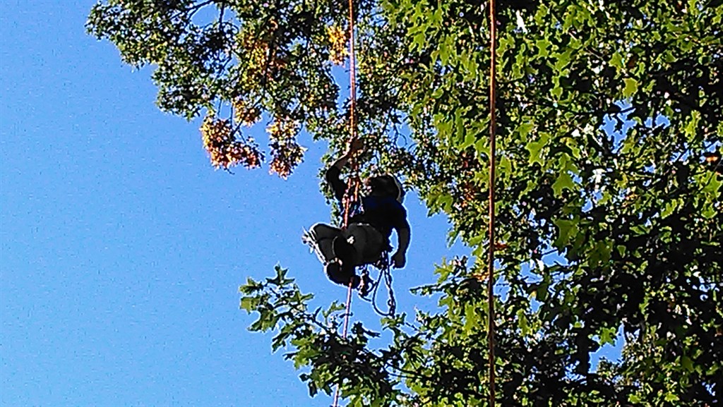 Paul Bunyan Tree Svc Inc Reviews Roanoke, VA Angi