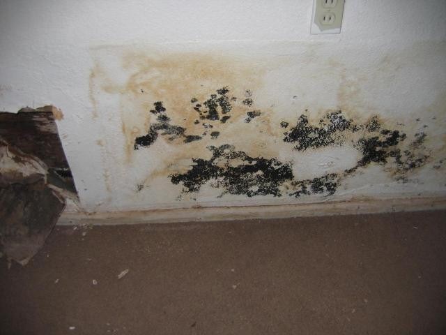 Mold Damage