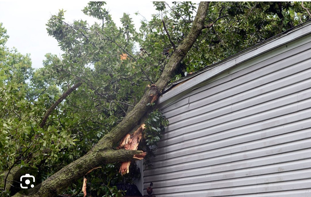 Avatar for K Cs tree removal